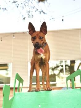 Miniature Pinscher Dogs Available for Adoption - Kangaroo | PetCurious