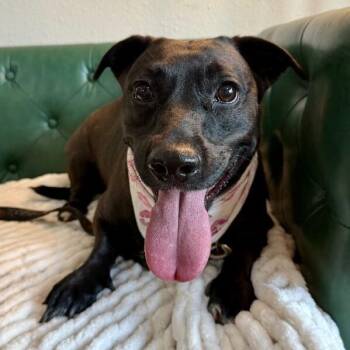 Flower Lilly Little Legs Big Charm -  Dachshund and Black Labrador Retriever Dog for Adoption in Friendswood, Texas - Flower Lilly Little Legs Big Charm | PetCurious