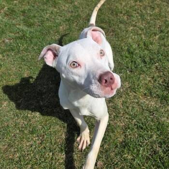 Mixed Breed Dogs Available for Adoption in Pontiac, Illinois - Algernon | PetCurious