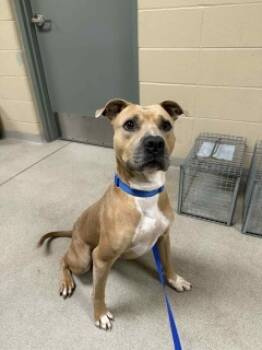 Rescue Pit Bull Terrier Dogs for Adoption in Joplin, Missouri - Tanner 125392 | PetCurious