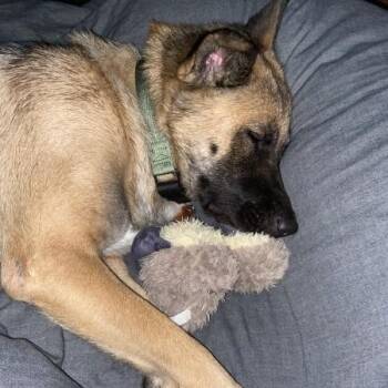 Mila (fka Andie) -  German Shepherd Dog and Akita Dog for Adoption in Van Horne, Iowa - Mila (fka Andie) | PetCurious