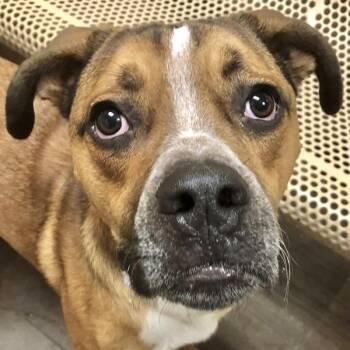 Boxer Dogs Available for Adoption - Mustard | PetCurious