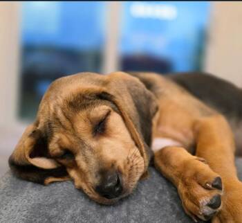 Verna (Vina’s 9 6) -  Hound Dog for Adoption in Lewis Center, Ohio - Verna (Vina’s 9 6) | PetCurious