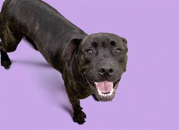 MACKENZIE -  Labrador Retriever Dog for Adoption in Fort Lauderdale, Florida - MACKENZIE | PetCurious