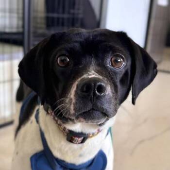 Chihuahua and Mixed Breed Dogs Available for Adoption - Bonita | PetCurious