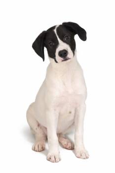 Chihuahua and Mountain Cur Dogs Available for Adoption - Rocky  | PetCurious