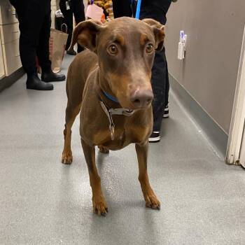 WAGS-Stray-21972 -  Doberman Pinscher Dog for Adoption in Westminster, California - WAGS-Stray-21972 | PetCurious