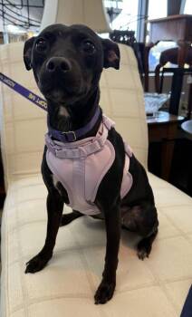 Manchester Terrier Dogs Available for Adoption in Mundelein, Illinois - Savvy | PetCurious