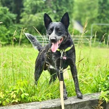 Noodle -  Australian Cattle Dog Blue Heeler Dog for Adoption in New York, New York - Noodle | PetCurious