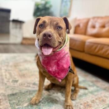 Dolly Lolly the Loveable Snuggle Queen -  Pit Bull Terrier and American Bully Dog for Adoption in Friendswood, Texas - Dolly Lolly The Loveable Snuggle Queen | PetCurious