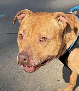 Samson -  Pit Bull Terrier Dog for Adoption in Mckeesport, Pennsylvania - Samson | PetCurious