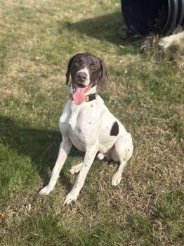 Rescue German Shorthaired Pointer Dogs for Adoption - Tucker | PetCurious