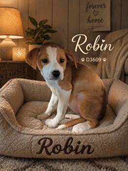 Beagle and Mixed Breed Dogs Available for Adoption in Clarksville, Tennessee - Robin | PetCurious