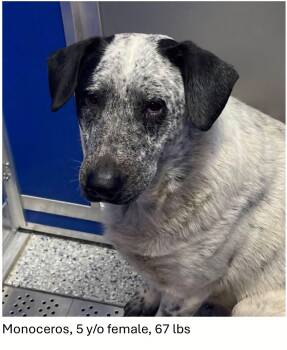 Monoceros -  Cattle Dog Dog for Adoption in Oswego, Illinois - Monoceros | PetCurious