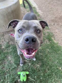 Pit Bull Terrier Dogs Available for Adoption in Plano, Texas - Marty A217865 | PetCurious
