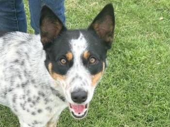Mixed Breed Dogs Available for Adoption in Georgetown, Texas - Rex | PetCurious
