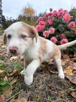 Nilla Wafer -  Cattle Dog Dog for Adoption in Grand Forks, North Dakota - Nilla Wafer | PetCurious