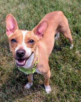 GRISELDA -  Chihuahua and Mixed Breed Dog Available for Adoption in Akron, Ohio - GRISELDA | PetCurious