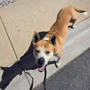 CB -  Pit Bull Terrier and Mixed Breed Dog for Adoption in Rexburg, Idaho - CB | PetCurious