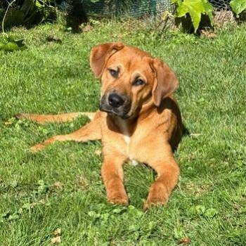 Miss Pennie 22896 Vacation Foster Needed October 21st-27th -  Mixed Breed and Hound Dog for Adoption in Minneapolis, Minnesota - Miss Pennie 22896 Vacation Foster Needed October 21st-27th | PetCurious