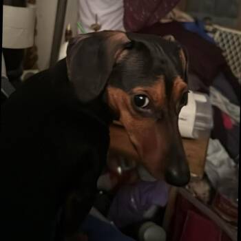 Lily -  Dachshund Dog for Adoption in Pittsburg, Kansas - Lily | PetCurious