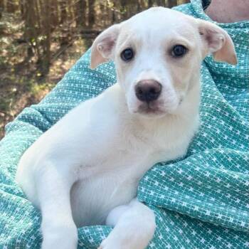 Mixed Breed Dogs Available for Adoption in Yaphank, New York - Presley | PetCurious