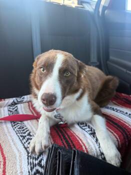 Lottie -  Border Collie Dog for Adoption in Rogers, Arkansas - Lottie | PetCurious