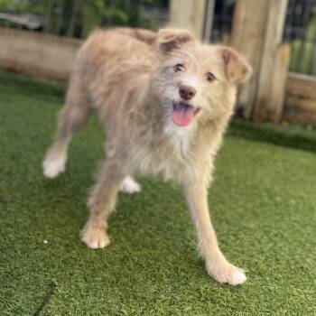 Terrier and Mixed Breed Dogs Available for Adoption in Loxahatchee Groves, Florida - Dory 2972 | PetCurious