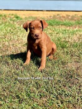 Bourban -  Retriever and Labrador Retriever Dog for Adoption in Norfolk, Massachusetts - Bourban | PetCurious