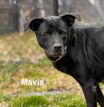 Rescue Black Labrador Retriever and Mixed Breed Dogs for Adoption in Disputanta, Virginia - Mavis | PetCurious