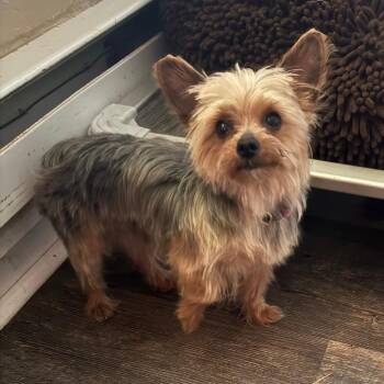 Yorkshire Terrier Dogs Available for Adoption in Sinking Spring, Pennsylvania - Mindi | PetCurious