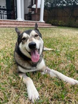 Siberian Husky Dogs Available for Adoption - Grizzly (160380) (In A Foster Home) | PetCurious