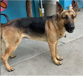 German Shepherd Dog Dogs Available for Adoption - PETE | PetCurious