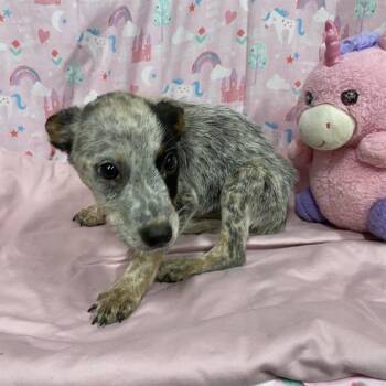 A613595 -  Australian Cattle Dog Blue Heeler and Mixed Breed Dog for Adoption in Modesto, California - A613595 | PetCurious