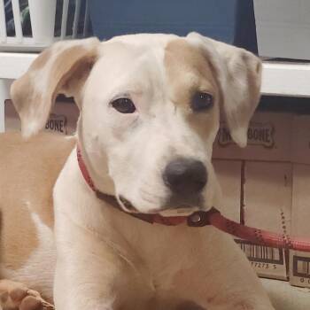 Amber -  Mixed Breed Dog for Adoption in Valley, Alabama - Amber | PetCurious