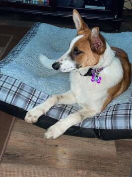 Winnie -  Shepherd Dog for Adoption in Manhattan, Kansas - Winnie | PetCurious