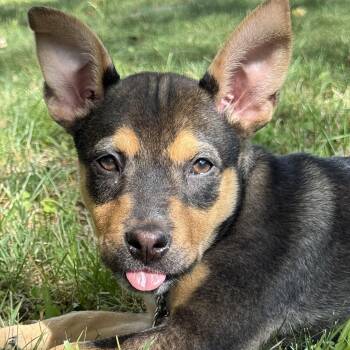 Australian Kelpie and Mixed Breed Dogs Available for Adoption in Rock Hill, South Carolina - Willow | PetCurious