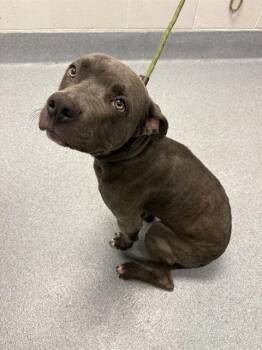 LOU -  Pit Bull Terrier and Mixed Breed Dog for Adoption in Indianapolis, Indiana - LOU | PetCurious