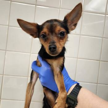 Butter -  Chihuahua and Mixed Breed Dog for Adoption in Los Angeles, California - Butter | PetCurious
