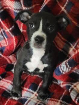 Rembrandt -  Pit Bull Terrier and Boston Terrier Dog for Adoption in Bolivar, Missouri - Rembrandt | PetCurious