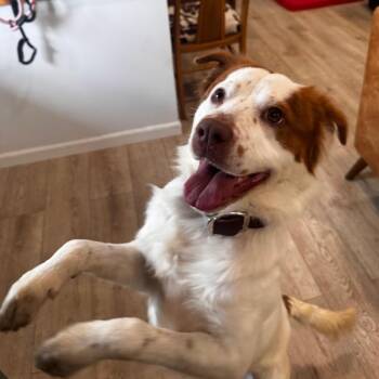 FRODO (632) -  English Springer Spaniel and Australian Shepherd Dog for Adoption in Indiantown, Florida - FRODO (632) | PetCurious