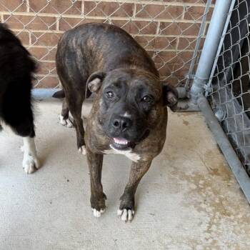 Jinx -  Pit Bull Terrier Dog for Adoption in Birmingham, Alabama - Jinx | PetCurious