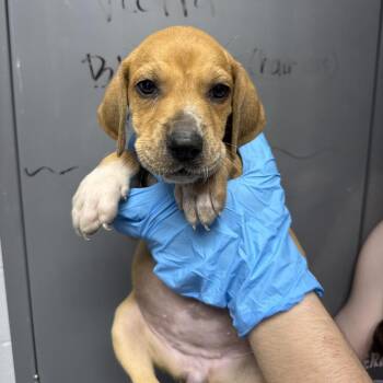 Black Mouth Cur and Treeing Walker Coonhound Dogs Available for Adoption in Hattiesburg, Mississippi - Atlantis | PetCurious