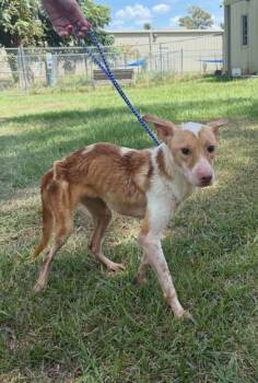 Cleopatra -  Pharaoh Hound and Mixed Breed Dog for Adoption in Port Allen, Louisiana - Cleopatra | PetCurious