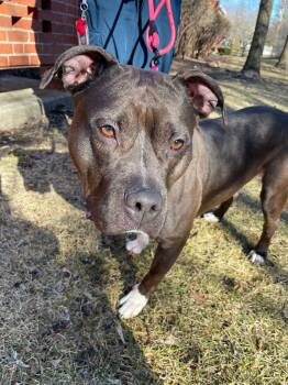 Pit Bull Terrier Dogs Available for Adoption - Max | PetCurious