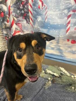 Rottweiler Dogs Available for Adoption in New Cumberland, West Virginia - Clark | PetCurious