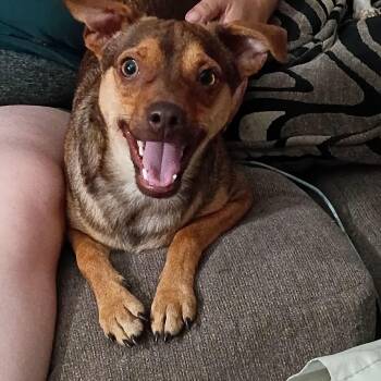 Jack -  Chihuahua Dog for Adoption in Seal Beach, California - Jack | PetCurious