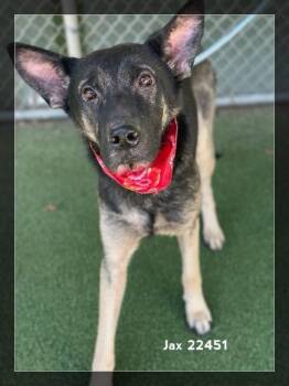 JAX -  German Shepherd Dog Dog for Adoption in Marietta, Georgia - JAX | PetCurious