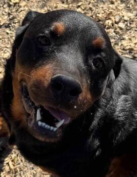 Rottweiler Dogs Available for Adoption - Ivan | PetCurious