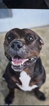 Rescue American Bully Dogs for Adoption in Fort Madison, Iowa - Onyx | PetCurious